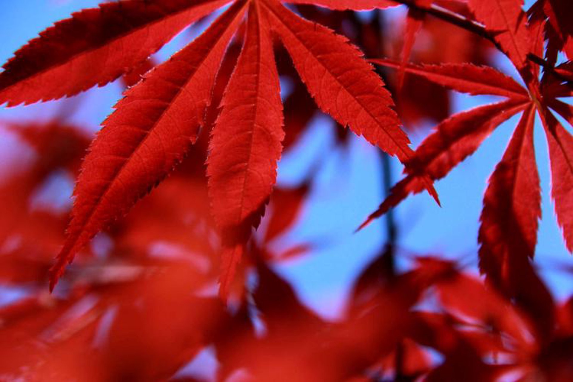 梦想芳菲展览展示